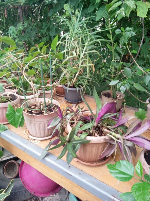 Продам домашние цветы