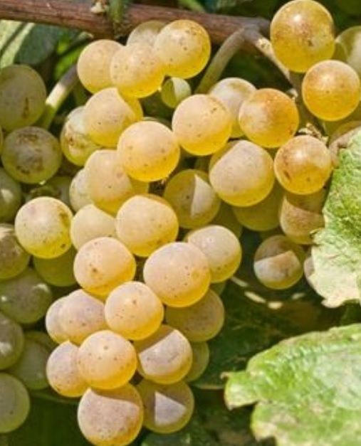 Vand stuguri direct din Vie, sat Sutesti, Judetul Valcea, Drăgășani