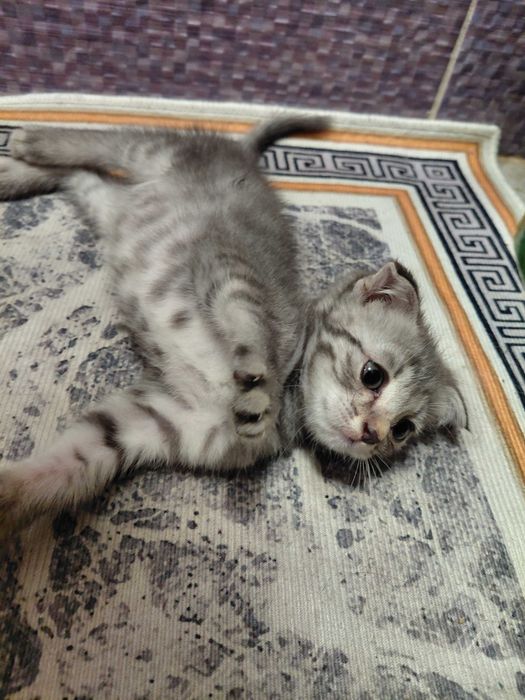 Пародистый, вислоухий котёнок