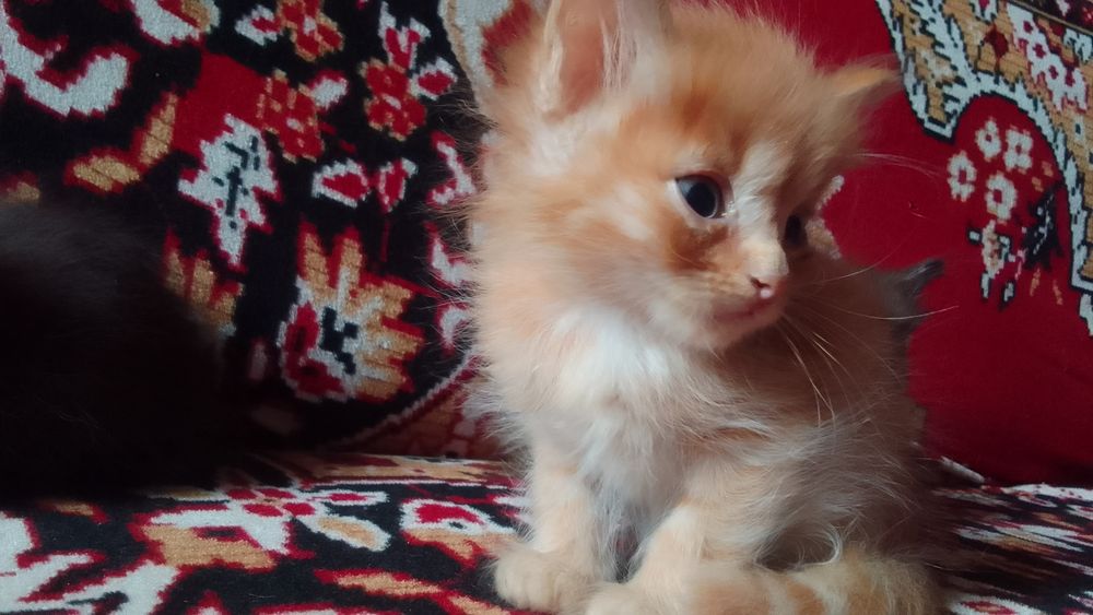Отдам котят в добрые руки