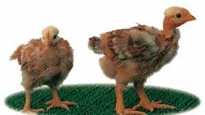 Pui rasa mixta Pui albi de carne