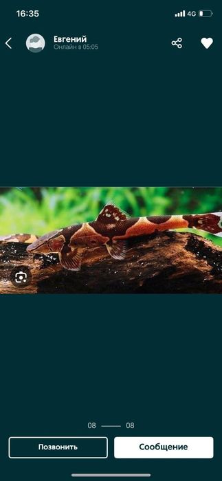 Аквариумные рыбки