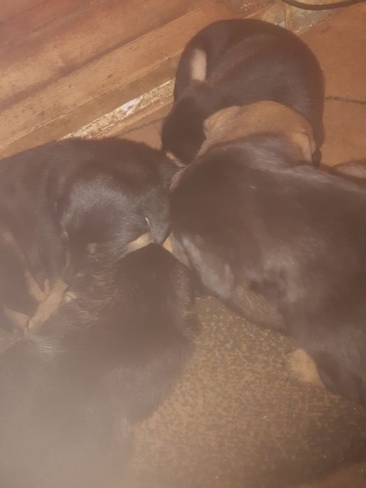 Rasa este lup corcitura