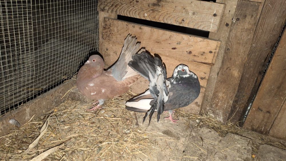 De vânzare porumbei  curcani