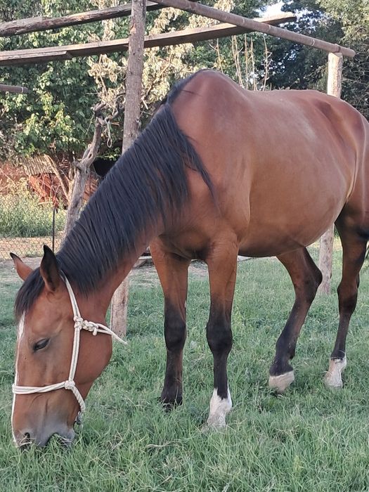 буаз бие сатылады