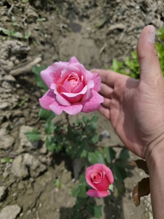 Чайногибрид атиргуллар сотилади