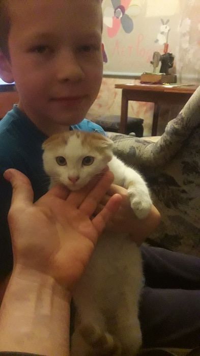 отдам в хорошие руки котенка