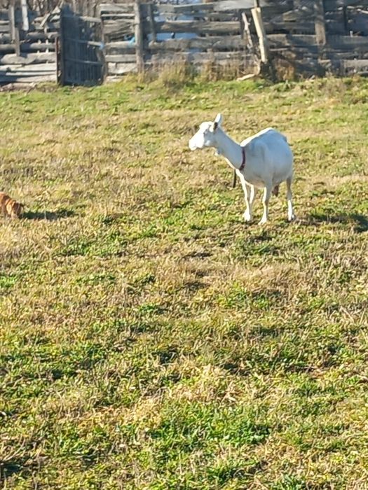 Capre de vanzare șaten și alpine