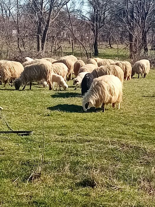 Oi cu miel de vanzare