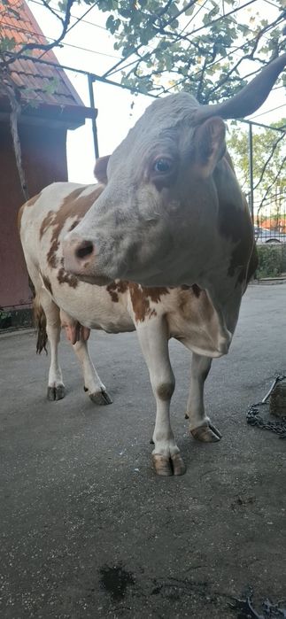Bălțată Românească Gestantă