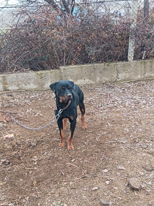 Крупная сторожевая собака