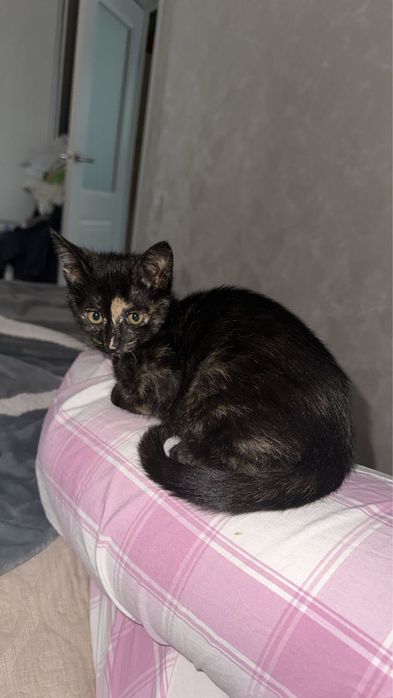 кошка в добрые руки