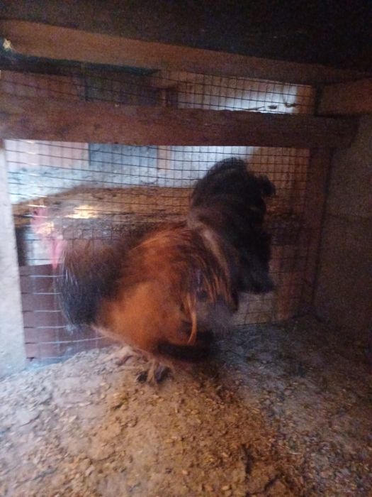 Продам карликовых курей