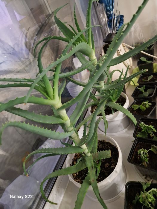 Продам алоэ на лечение.