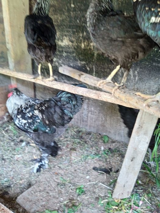 Петухи кара шахзода брама