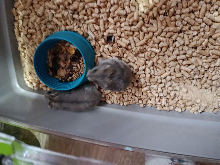 Hamsteri pitici de vanzare