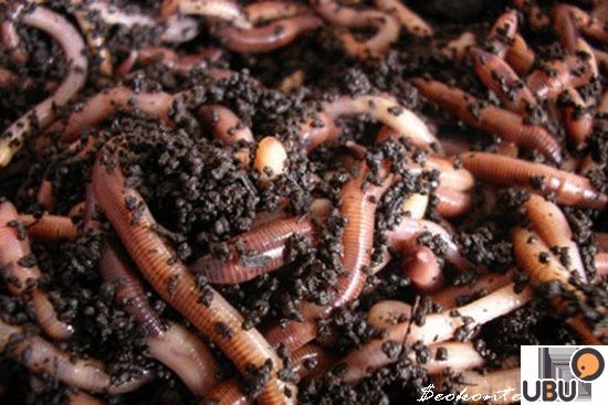 Chuvalchang va biagomus bor. Dastavka bor