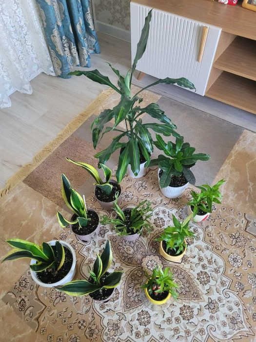Цветы комнатные в горшках