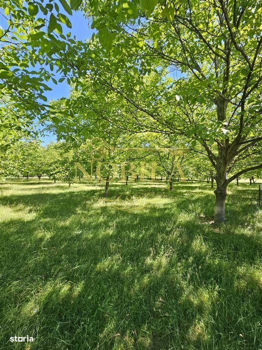 Teren Intravilan Devanzare 33161 Mp De Vanzare Targu Ocna