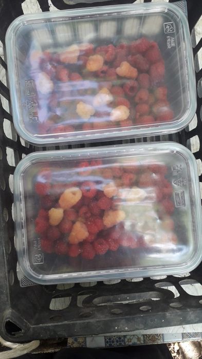 Продам саженцы малины