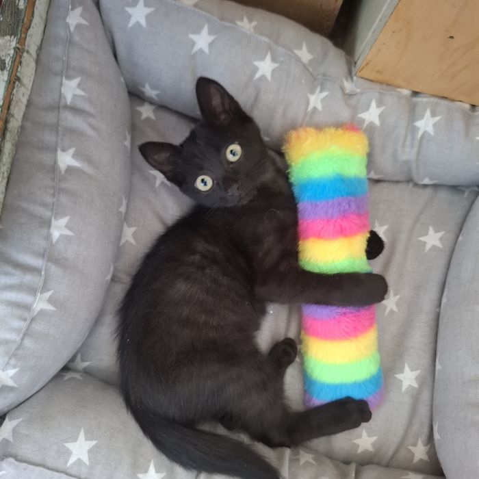 Отдам красивых котят
