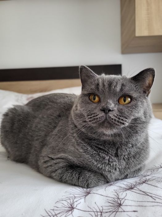 Pisica gri femela