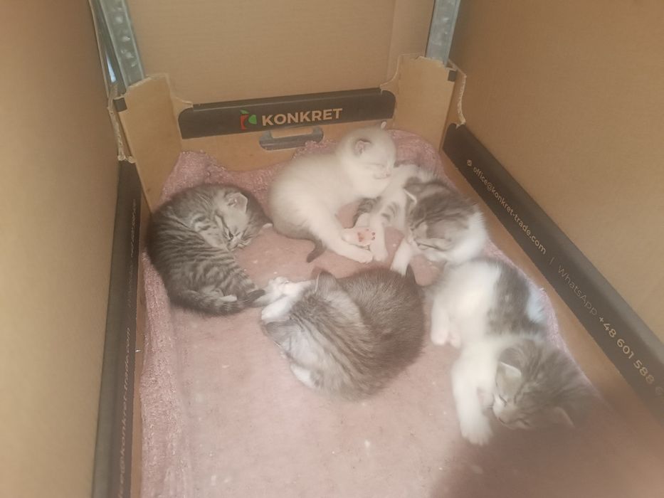 Отдам котят бесплатно