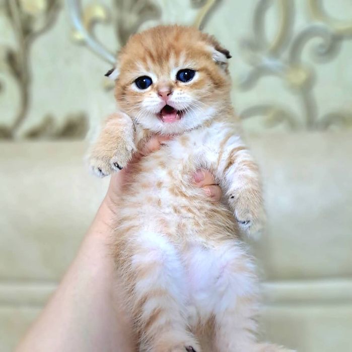 Котёнок от правильной вязки