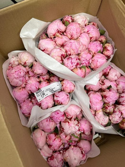 Пионы в розницу и оптом букеты алматы цветы