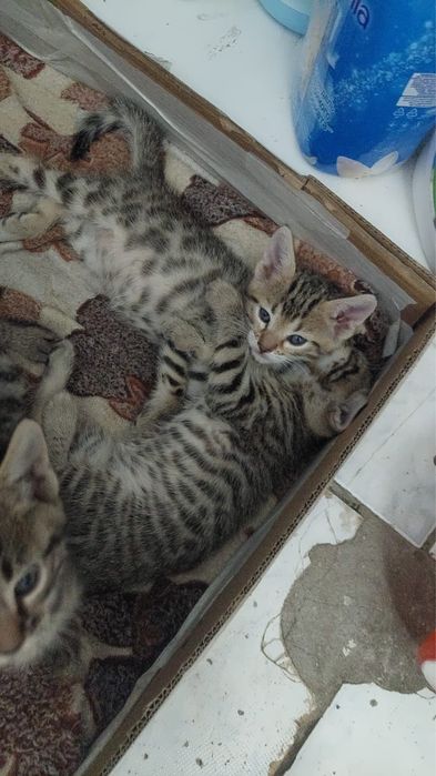 Бенгальские бастарды)