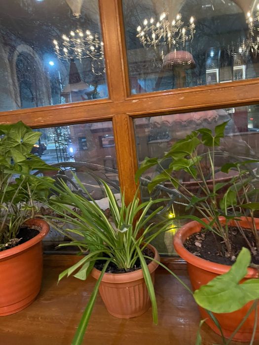 Цветы под ваш вкус