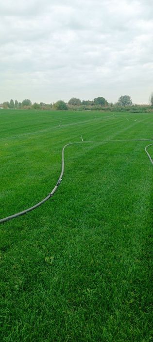 Gazon urug'/ газон уруг