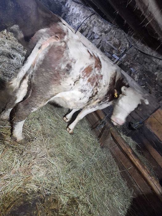 Vaca de vanzare!