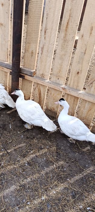 Продам индоутят 2 месяца