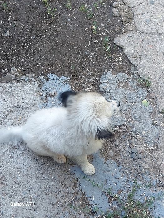 Отдам щенков девочек