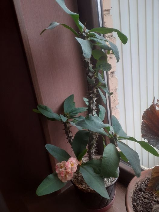 Комнатное растение