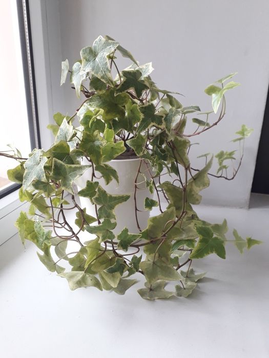 Комнатный цветок Монстера