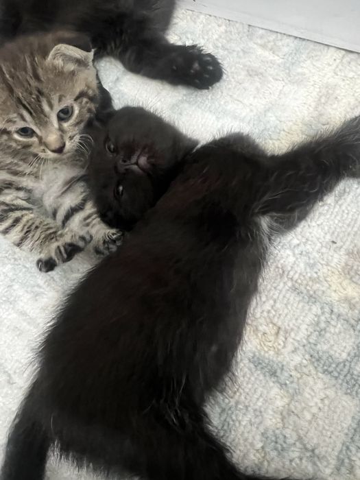 Котята вислоухие