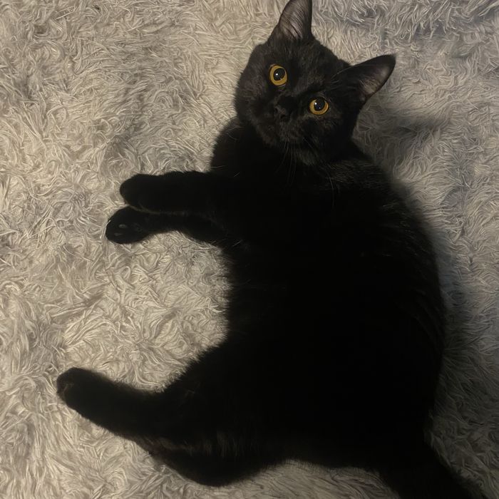 Кот-подросток в добрые руки.