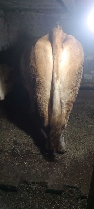 De vânzare vaca tânără și cuminte