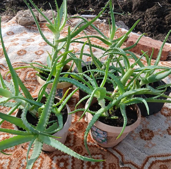 Продам  Алое,  можно  для лечения