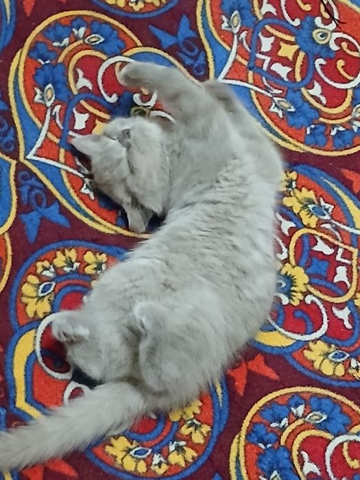Damashni toza mushuk