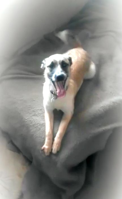 Молодая собака в добрые руки