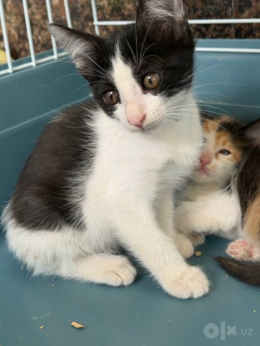 Котенока 2. месяца