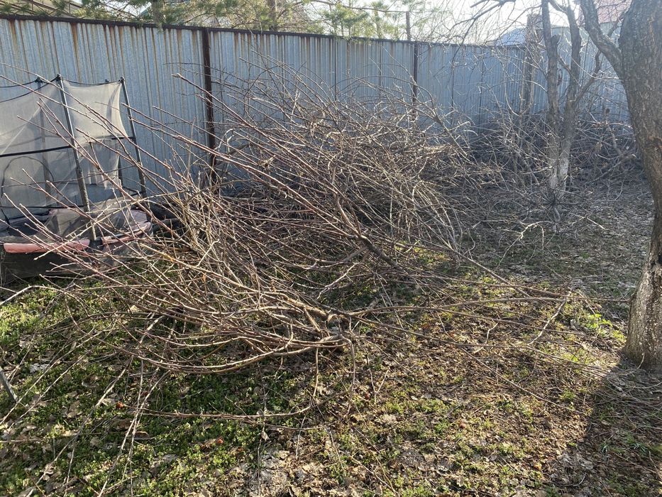 Ветки после обрезки деревьев