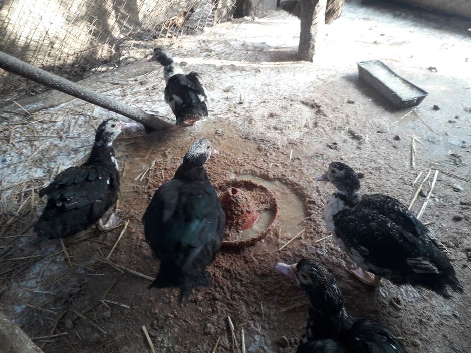 Rate leșești de vânzare ratoi