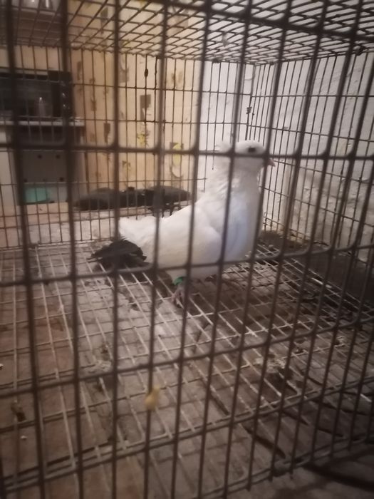 Продам голубей хорошее