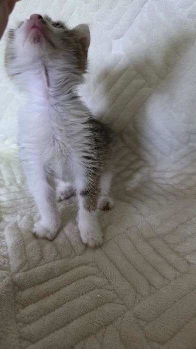 Отдам котенка в добрые руки