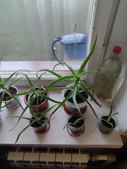 Продам продам отльл