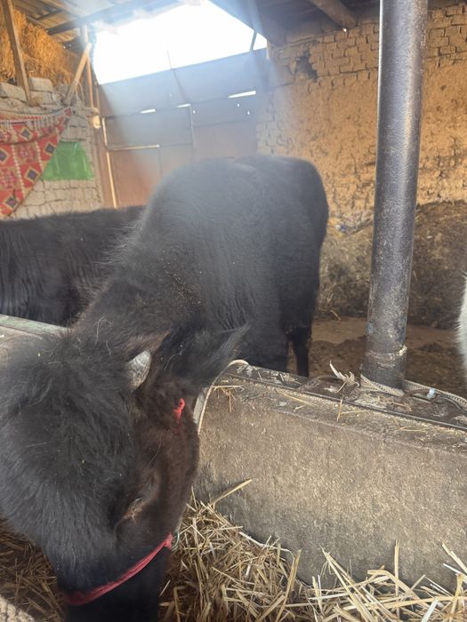 Gonajin sotiladi 2ta